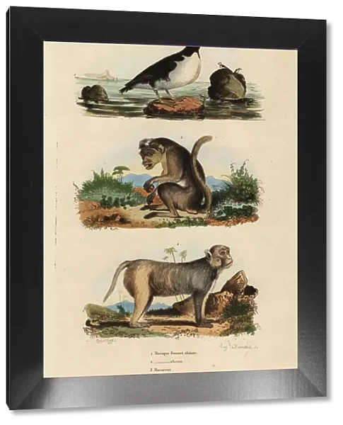 Toque macaque, rhesus macaque and parakeet auklet