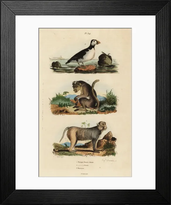 Framed Print : Toque macaque, rhesus macaque and parakeet auklet Framed Print : Toque macaque, rhesus macaque and parakeet auklet