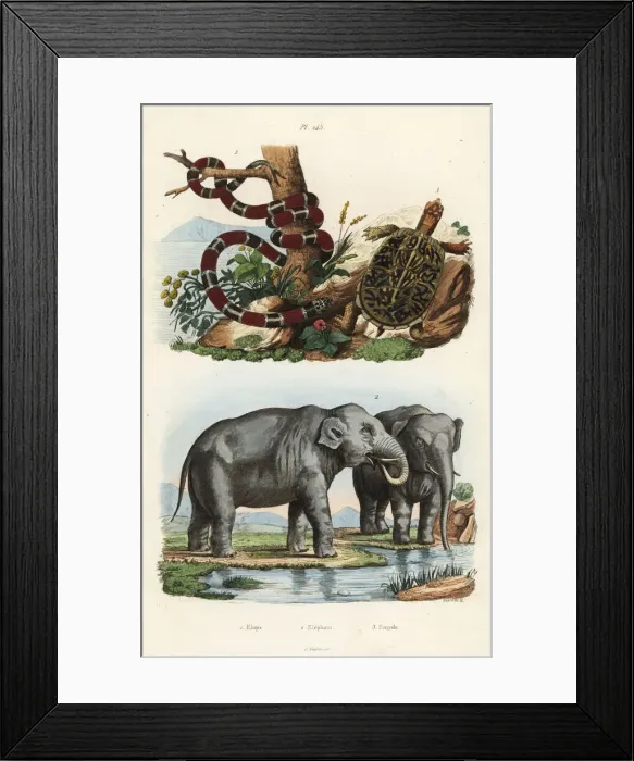 Framed Print : Painted coral snake, Indian elephant and box turtle Framed Print : Painted coral snake, Indian elephant and box turtle