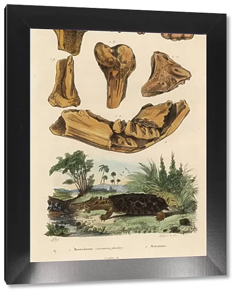 Fossil bones of an American mastodon and mata mata