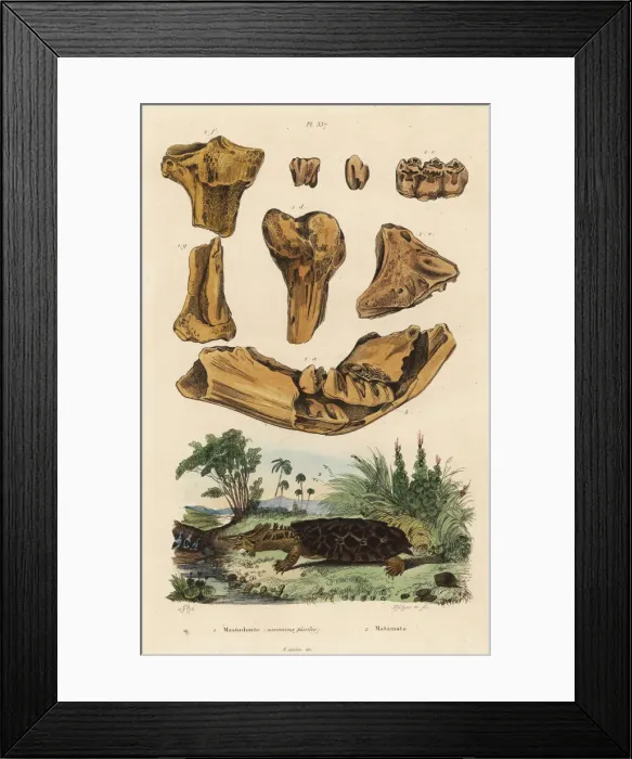 Framed Print : Fossil bones of an American mastodon and mata mata Framed Print : Fossil bones of an American mastodon and mata mata