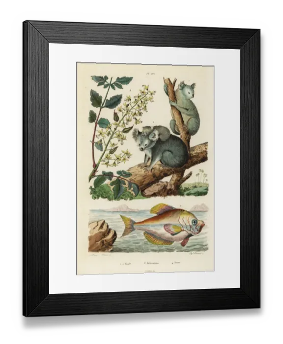 Framed Print : Koala, varnish tree and Indian humphead Framed Print : Koala, varnish tree and Indian humphead