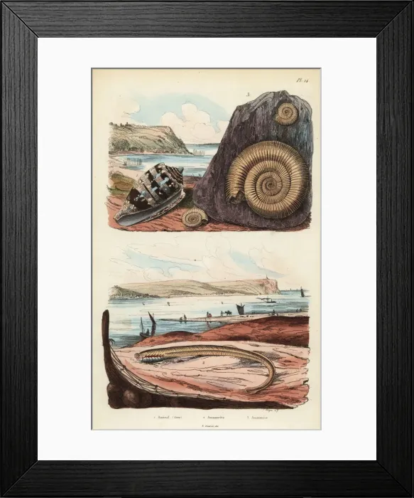 Framed Print : Admiral cone, larval stage of lamprey, and extinct ammonite Framed Print : Admiral cone, larval stage of lamprey, and extinct ammonite
