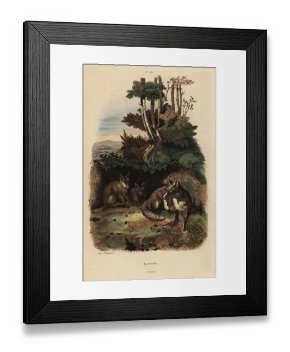 Framed Print : Red foxes, Vulpes vulpes, outside a den Framed Print : Red foxes, Vulpes vulpes, outside a den