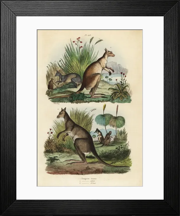Framed Print : Red kangaroo, eastern grey kangaroo and dusky wallaby Framed Print : Red kangaroo, eastern grey kangaroo and dusky wallaby