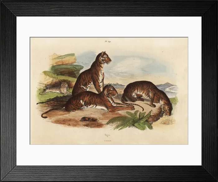 Framed Print : Tigers, Panthera tigris, endangered Framed Print : Tigers, Panthera tigris, endangered