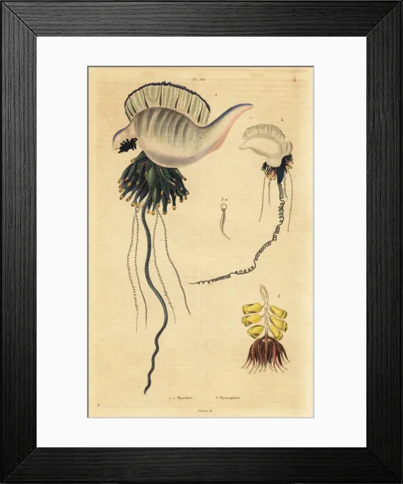 Framed Print : Portuguese man-of-war and zoophyte Framed Print : Portuguese man-of-war and zoophyte