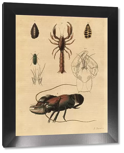 Bush-cricket, mud lobster and crayfish species