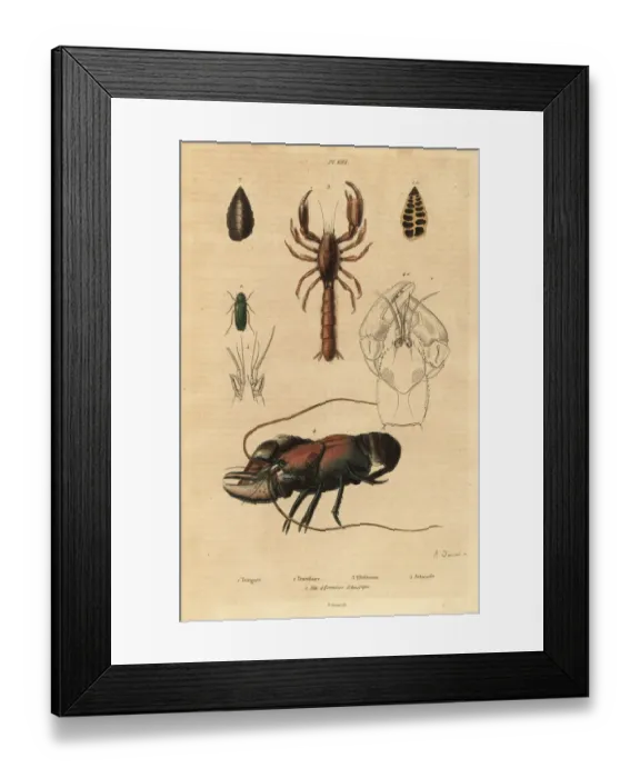 Framed Print : Bush-cricket, mud lobster and crayfish species Framed Print : Bush-cricket, mud lobster and crayfish species