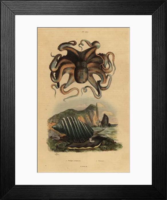 Framed Print : Octopus and sea snail Framed Print : Octopus and sea snail