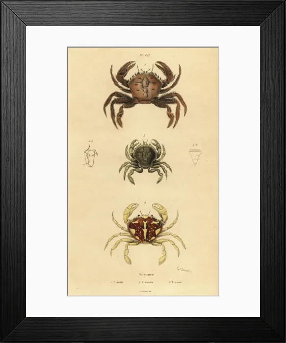 Framed Print : Velvet crab, marbled swimming crab and Pennant s Framed Print : Velvet crab, marbled swimming crab and Pennant s