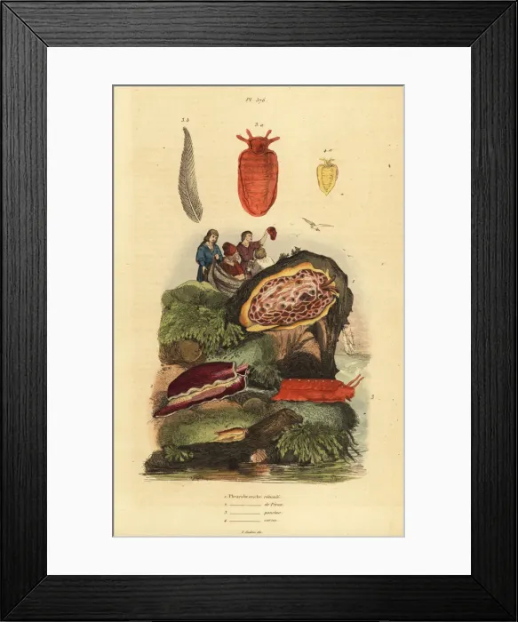 Framed Print : Sea slugs: Pleurobranchus reticulatus 1, Berthellina citrina 3 Framed Print : Sea slugs: Pleurobranchus reticulatus 1, Berthellina citrina 3