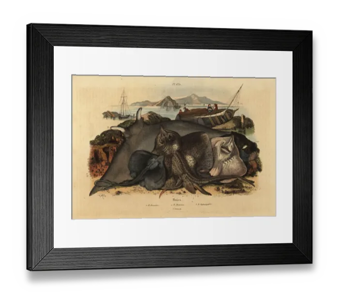 Framed Print : Thornback ray, cownose ray and giant devil ray Framed Print : Thornback ray, cownose ray and giant devil ray