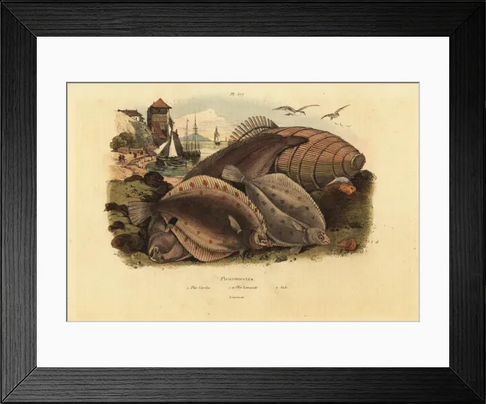 Framed Print : European plaice, dab and Dover sole Framed Print : European plaice, dab and Dover sole