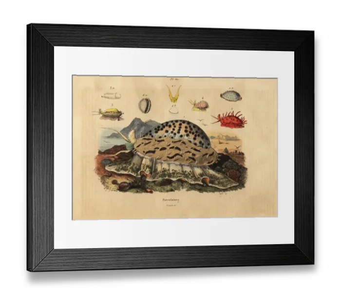 Framed Print : Tiger cowrie, wrinkled cowrie, money cowrie, etc