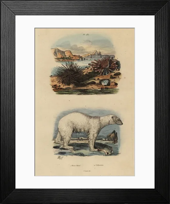 Framed Print : Polar bear and sea urchins Framed Print : Polar bear and sea urchins