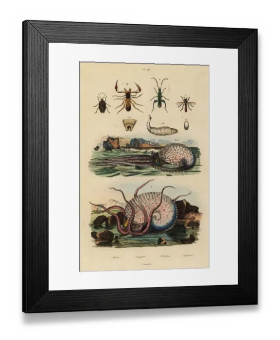 Framed Print : Octopus and insects Framed Print : Octopus and insects