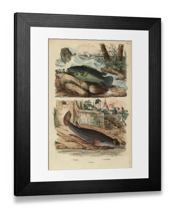 Framed Print : Climbing perch and four-eyed fish Framed Print : Climbing perch and four-eyed fish