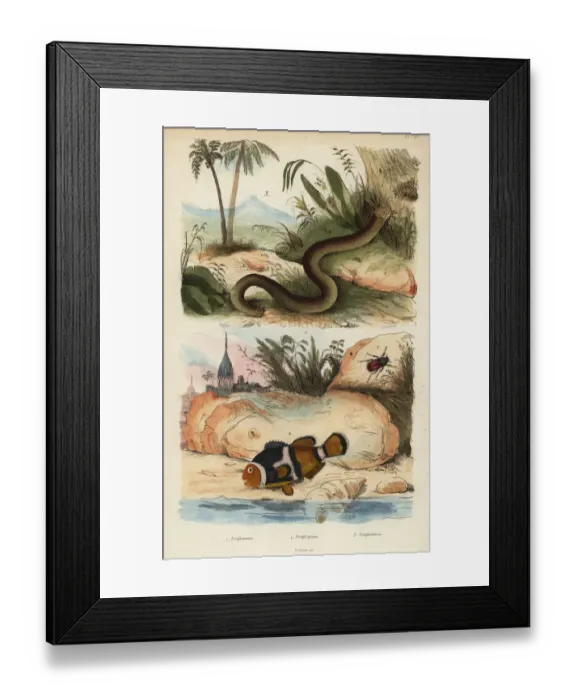 Framed Print : Saddleback clownfish and white worm lizard Framed Print : Saddleback clownfish and white worm lizard