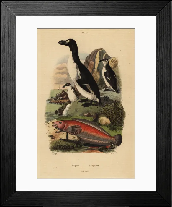 Framed Print : Great auk, extinct, and Brazilian sandperch