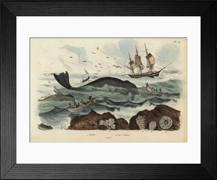 Framed Print : Whalers hunting a whale Framed Print : Whalers hunting a whale