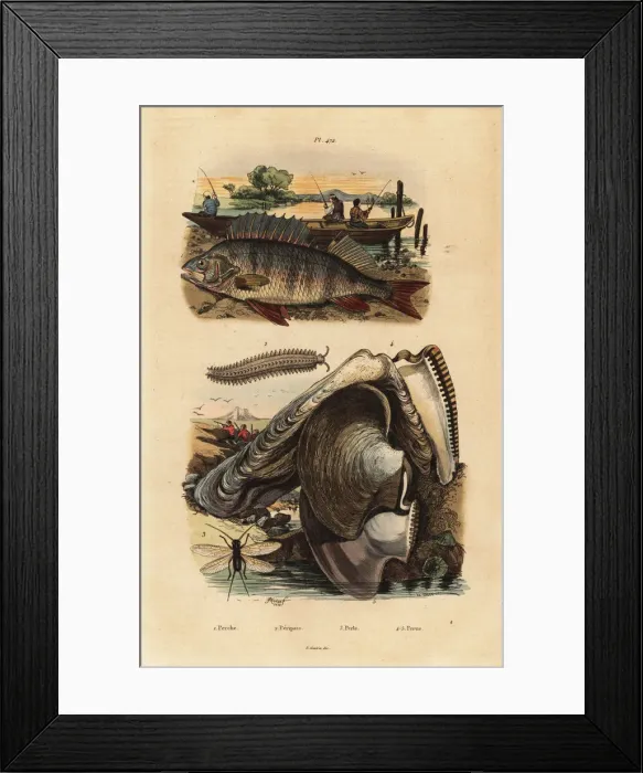 Framed Print : Perch, velvet worm, lacewing and pearl oyster Framed Print : Perch, velvet worm, lacewing and pearl oyster