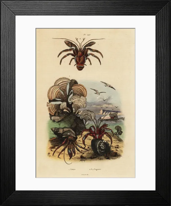 Framed Print : Peacocks tail algae and hermit crabs Framed Print : Peacocks tail algae and hermit crabs