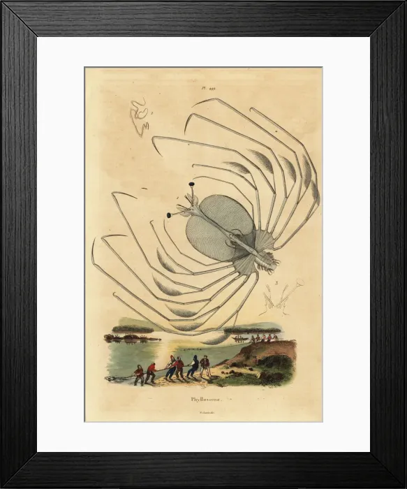Framed Print : Phyllosoma larval stage of a spiny lobster Framed Print : Phyllosoma larval stage of a spiny lobster