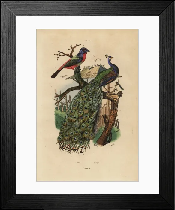 Framed Print : Indian peafowl, Pavo cristatus, and parrotfinch Framed Print : Indian peafowl, Pavo cristatus, and parrotfinch