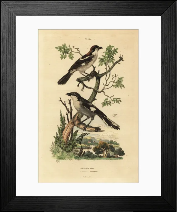 Framed Print : Woodchat shrike, Lanius senator, and Southern Framed Print : Woodchat shrike, Lanius senator, and Southern