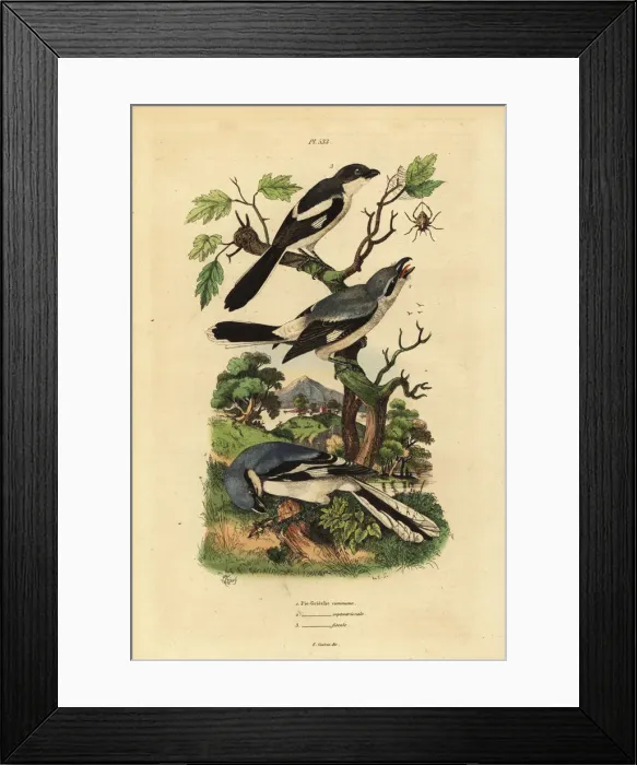 Framed Print : Great grey shrike, grey-backed fiscal and fiscal shrike Framed Print : Great grey shrike, grey-backed fiscal and fiscal shrike