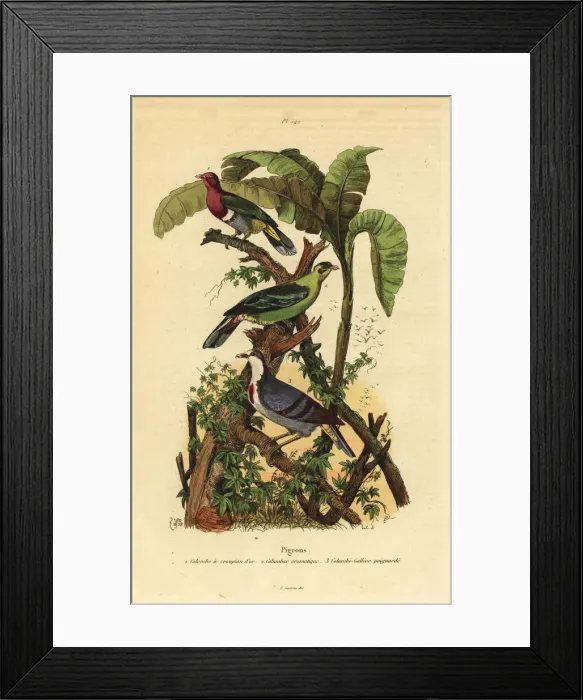 Framed Print : Pink-headed fruit-dove, Buru green pigeon Framed Print : Pink-headed fruit-dove, Buru green pigeon