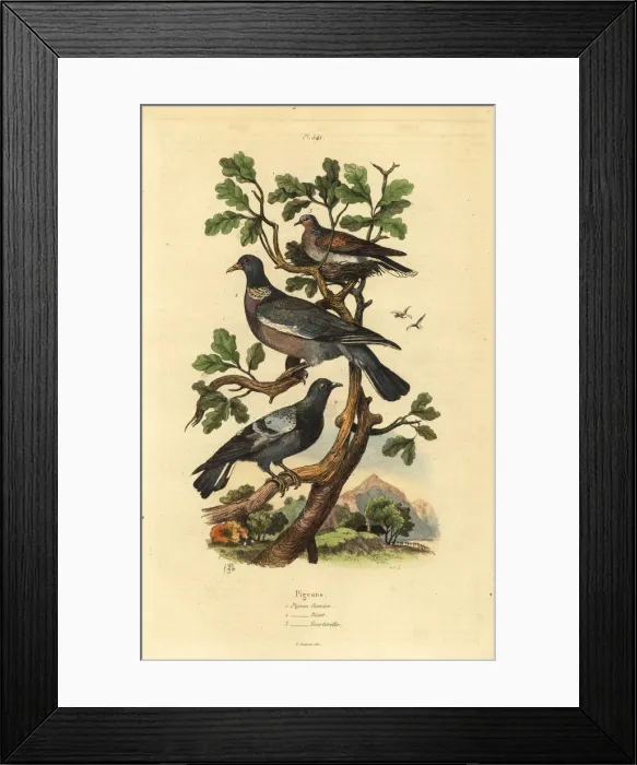 Framed Print : Wood pigeon, common pigeon and turtle dove Framed Print : Wood pigeon, common pigeon and turtle dove