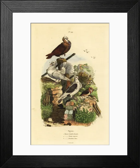 Framed Print : Pigeon Columba livia breeds: cravatte francais Framed Print : Pigeon Columba livia breeds: cravatte francais