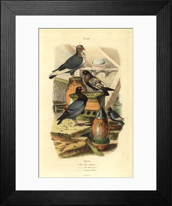 Framed Print : Pigeon Columba livia breeds: Pigeon turc ordinaire Framed Print : Pigeon Columba livia breeds: Pigeon turc ordinaire