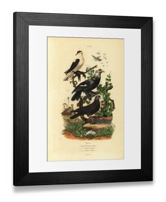 Framed Print : Pigeon varieties, Columba livia: hirondelle Framed Print : Pigeon varieties, Columba livia: hirondelle