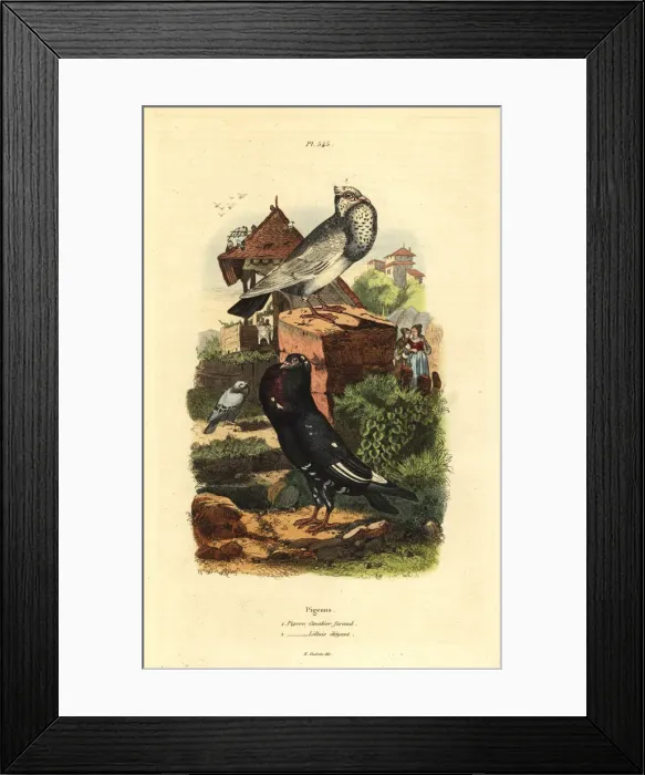Framed Print : Pigeon Columba livia breeds: pigeon cavalier Framed Print : Pigeon Columba livia breeds: pigeon cavalier