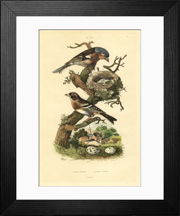 Framed Print : Common chaffinch and brambling Framed Print : Common chaffinch and brambling