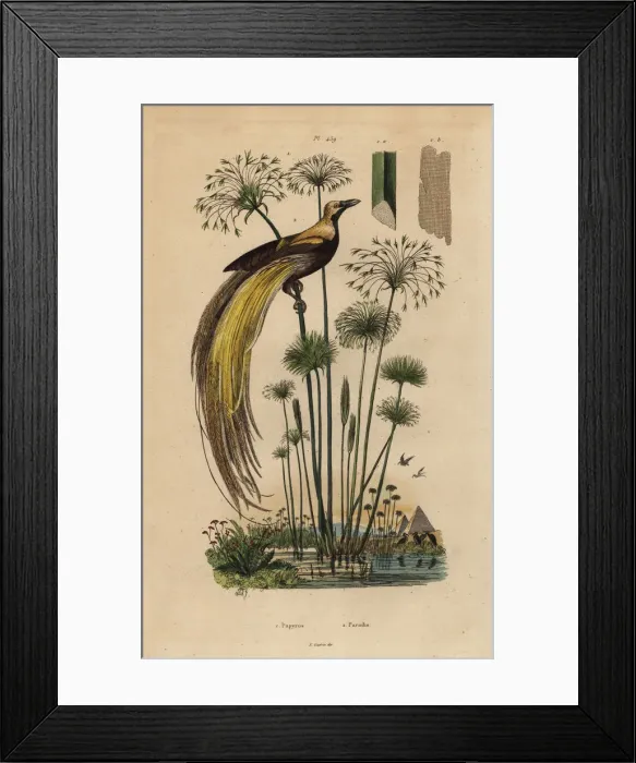 Framed Print : Greater bird-of-paradise, Paradisaea apoda Framed Print : Greater bird-of-paradise, Paradisaea apoda