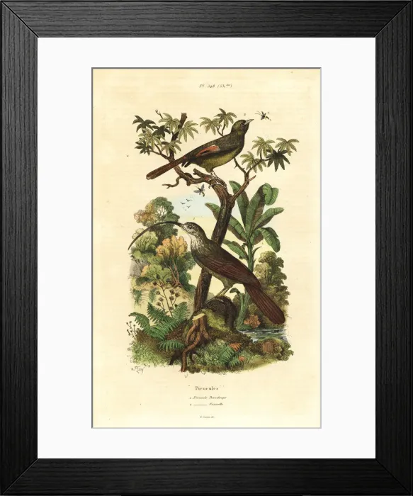 Framed Print : Red-billed scythebill and olivaceous woodcreeper Framed Print : Red-billed scythebill and olivaceous woodcreeper