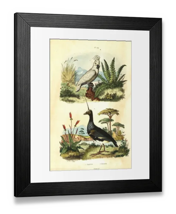 Framed Print : Sulphur-crested Cockatoo and horned screamer Framed Print : Sulphur-crested Cockatoo and horned screamer