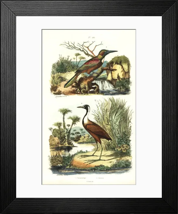 Framed Print : Great jacamar, Jacamerops aureus, and northern Framed Print : Great jacamar, Jacamerops aureus, and northern