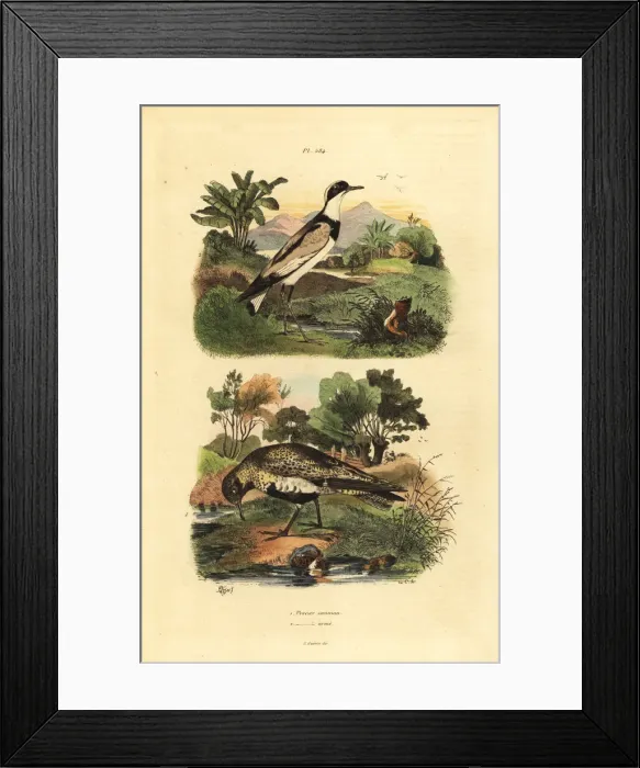 Framed Print : European golden plover, Pluvialis apricaria Framed Print : European golden plover, Pluvialis apricaria