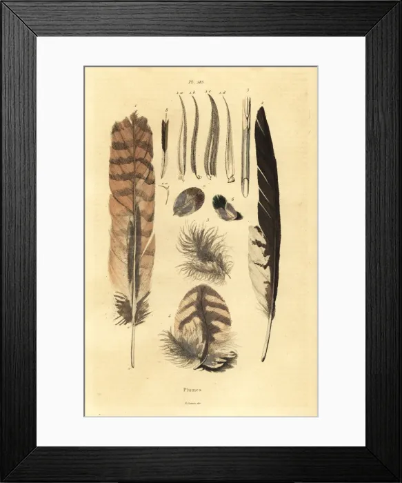 Framed Print : Feathers, plumes, bird anatomy Framed Print : Feathers, plumes, bird anatomy