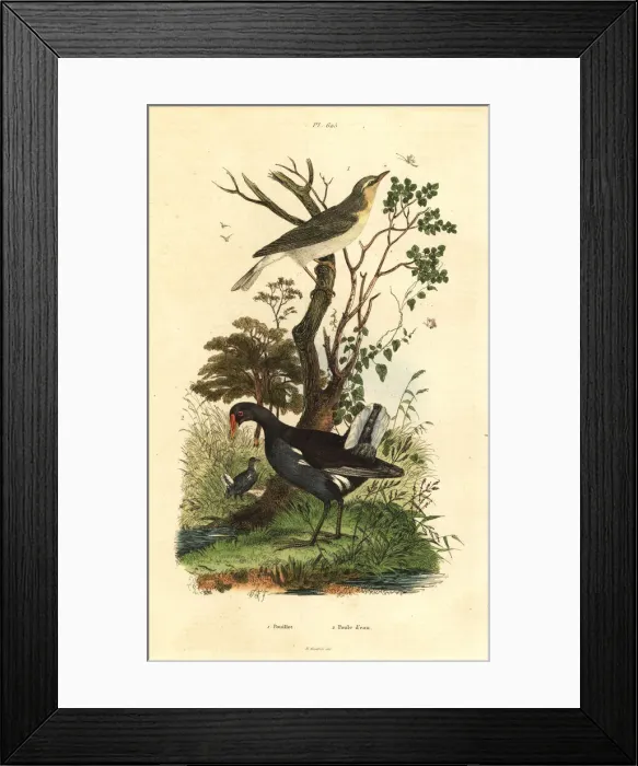 Framed Print : Wood warbler, Phylloscopus sibilatrix Framed Print : Wood warbler, Phylloscopus sibilatrix