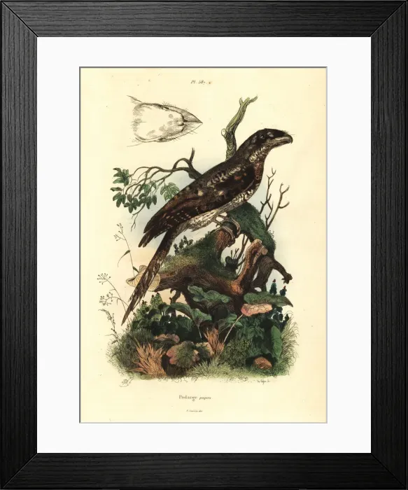 Framed Print : Papuan frogmouth, Podargus papuensis Framed Print : Papuan frogmouth, Podargus papuensis