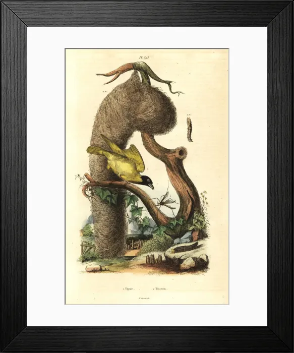 Framed Print : Village weaver bird and nest, Ploceus cucullatus Framed Print : Village weaver bird and nest, Ploceus cucullatus