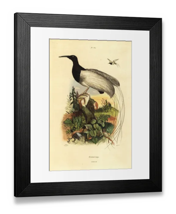 Framed Print : Twelve-wired bird-of-paradise, Seleucidis melanoleucus Framed Print : Twelve-wired bird-of-paradise, Seleucidis melanoleucus