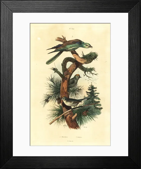 Framed Print : Goldcrests, Regulus regulus, and European Framed Print : Goldcrests, Regulus regulus, and European
