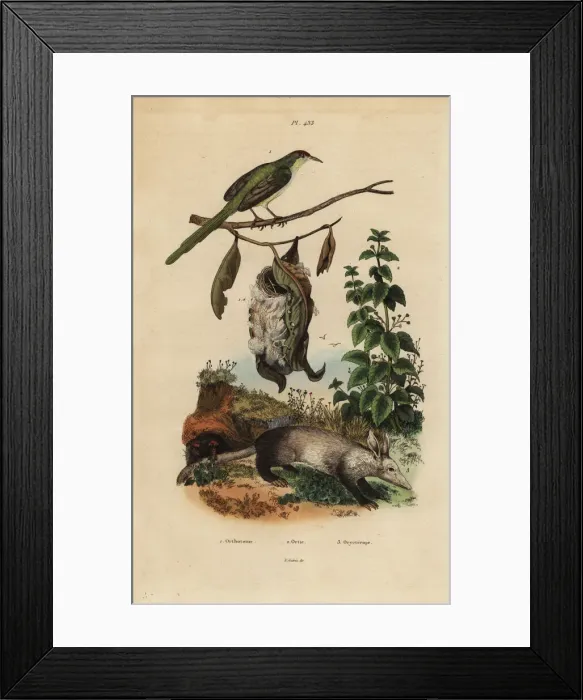 Framed Print : Common tailorbird, stinging nettle and aardvark Framed Print : Common tailorbird, stinging nettle and aardvark